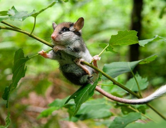 Зоопарк - Отель Foresta Festival Park / Фореста Фестиваль Парк