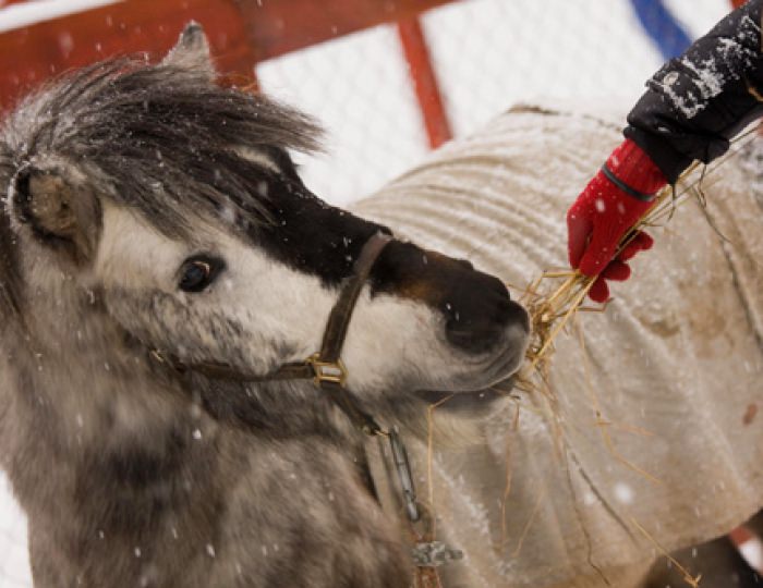 Зоопарк - Отель Foresta Festival Park / Фореста Фестиваль Парк