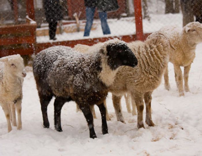 Зоопарк - Отель Foresta Festival Park / Фореста Фестиваль Парк