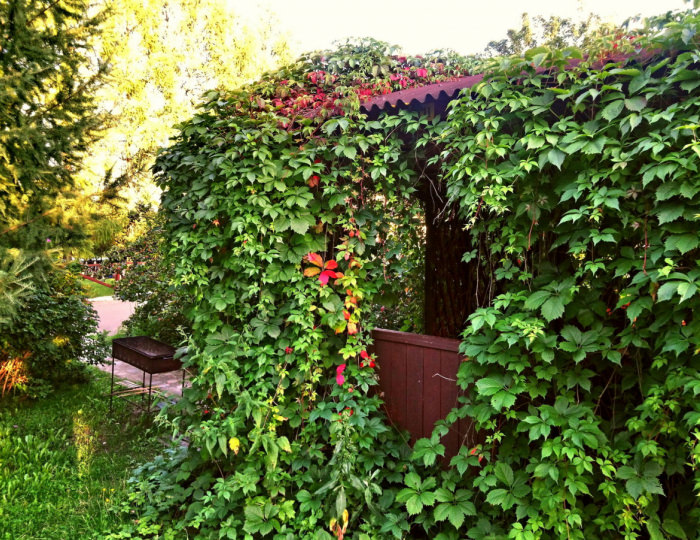 Вилла «Hennessy» - Отель Foresta Festival Park / Фореста Фестиваль Парк